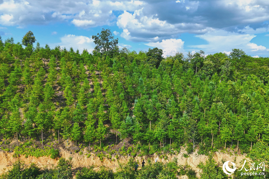 “一林三吃”的经营模式丰富了林下经济的多样性。人民网 李昌乾摄