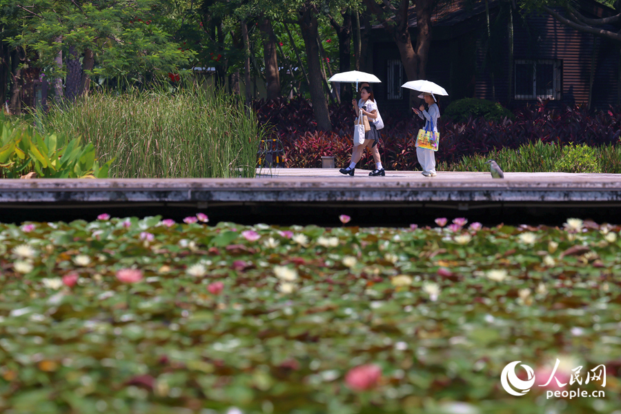 市民游客漫步于莲池廊道。人民网记者 陈博摄