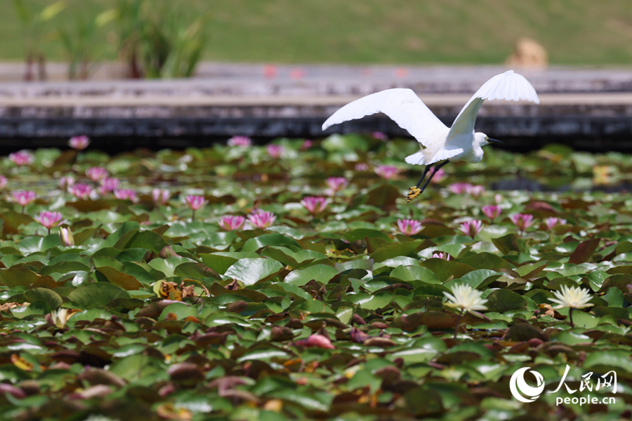 彩莲满塘鹭鸟飞。人民网记者 陈博摄