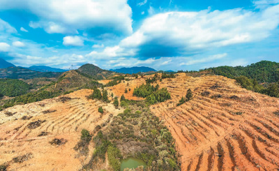 近年来，江西省抚州市南丰县市山镇竹源村因地制宜扶持当地农户利用荒山坡地种植油茶，使油茶成为山区群众致富奔小康的绿色产业。图为竹源村油茶种植区。 谢 东摄（人民视觉）