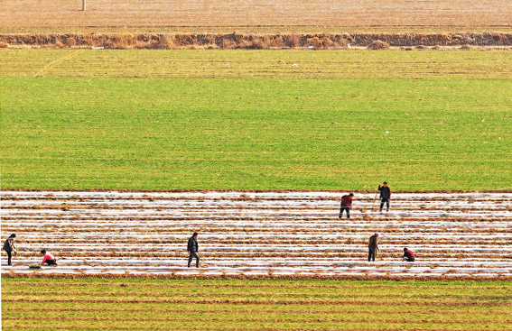山西运城:“龙抬头”春播春种“加速度”-45122.jpg 山西运城:“龙抬头”春播春种“加速度”-45122.jpg