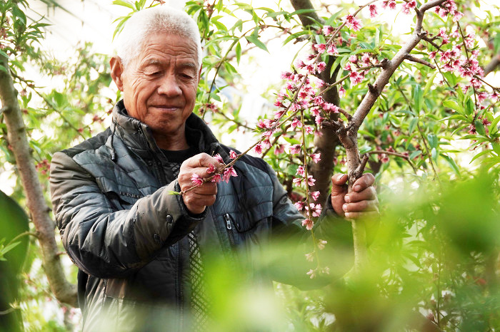 山西运城:“百果园”致富果树管护忙-44882.jpg 山西运城:“百果园”致富果树管护忙-44882.jpg