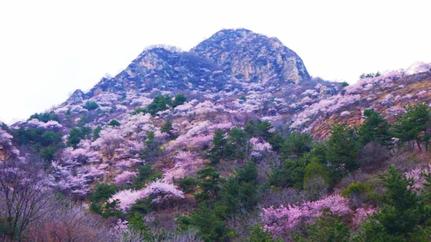 武安市东太行百里画廊里的山桃花。李树锋摄