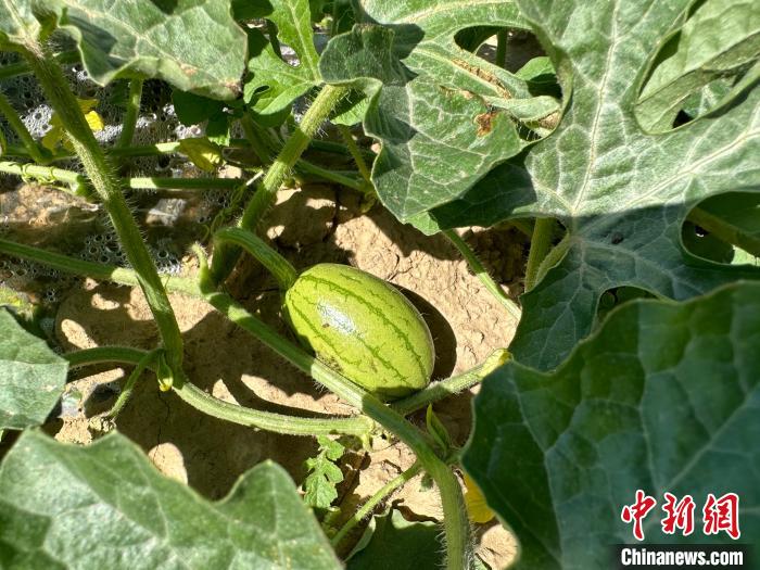 14日，记者在合作社的百亩西瓜地里，看着一个个如鸡蛋般大小的西瓜，正“享受”着太阳的炙烤。　刘小红 摄