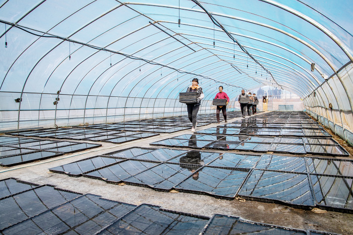 平陆:人勤春来早 烟叶育苗忙-44801.jpg 平陆:人勤春来早 烟叶育苗忙-44801.jpg