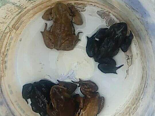 “幸存”下来的癞蛤蟆