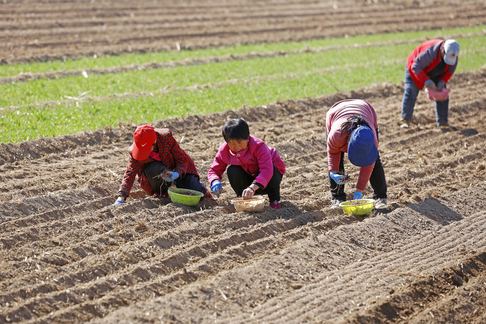 襄汾:春分至 农事忙-45460.jpg 襄汾:春分至 农事忙-45460.jpg