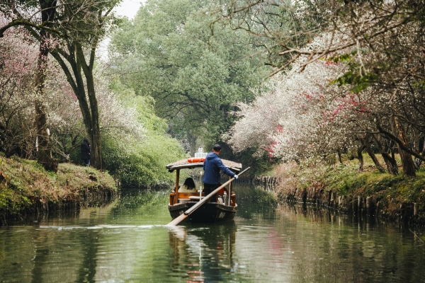 杭州西溪湿地，河岸梅花盛开。图片来源：视觉中国