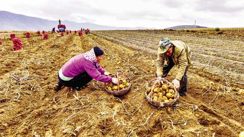 五寨黄土地专业合作社农民正在收获马铃薯