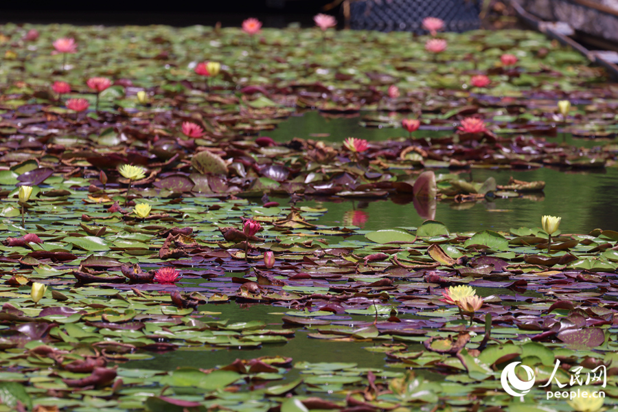 藏在繁花深处的3朵双色睡莲。人民网记者 陈博摄