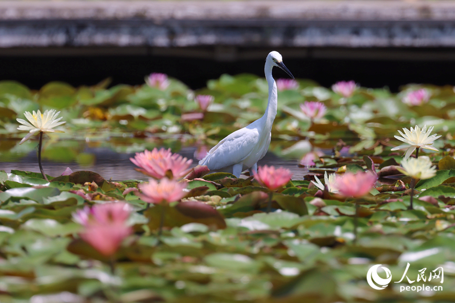 白鹭在睡莲盛开的池塘中流连。人民网记者 陈博摄