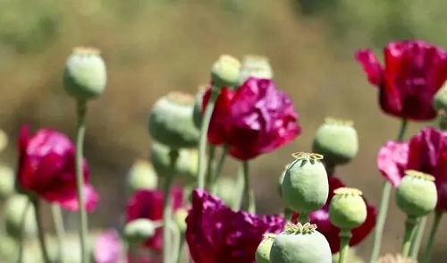 1713426959326654.png 6.png