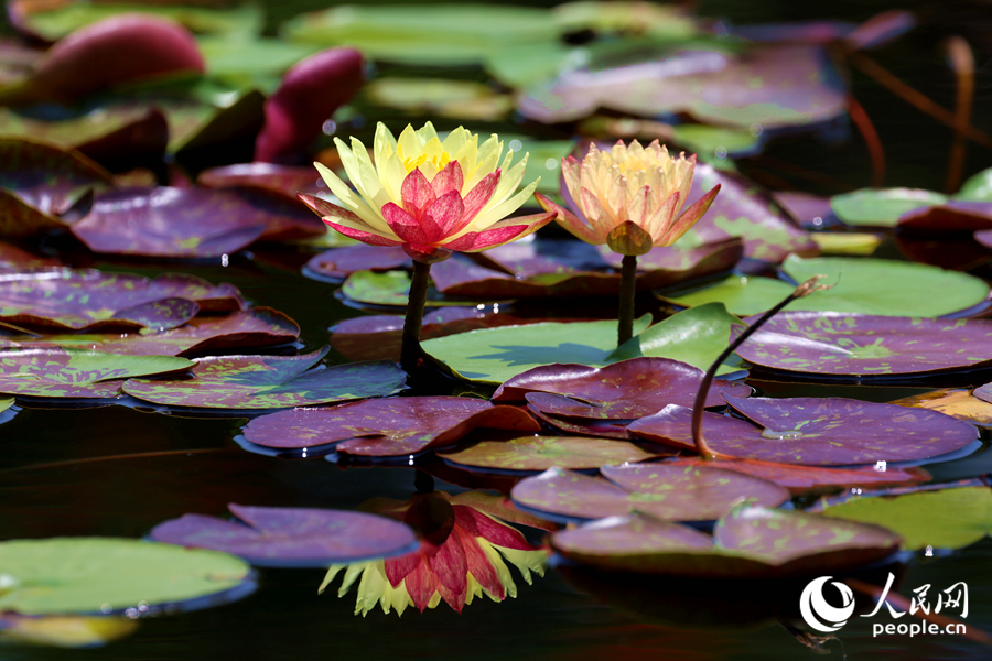 双色睡莲与翠绿的莲叶、清澈的池水相映成画。人民网记者 陈博摄