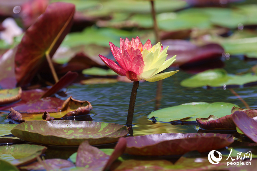 亭亭玉立于水中央的双色睡莲。人民网记者 陈博摄