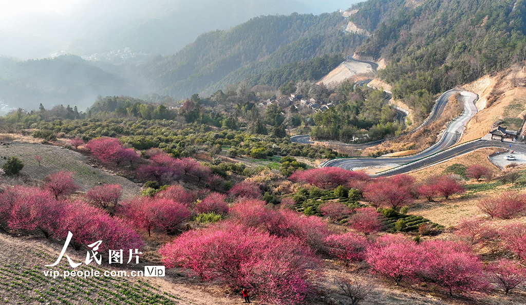 安徽歙县：梅花吐香引客来