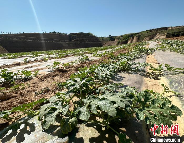 当前，西瓜正值快速生长期。　刘小红 摄