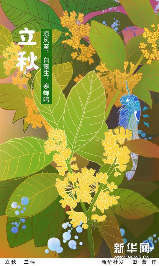 （图表·插画）［二十四节气·立秋］立秋·三候
