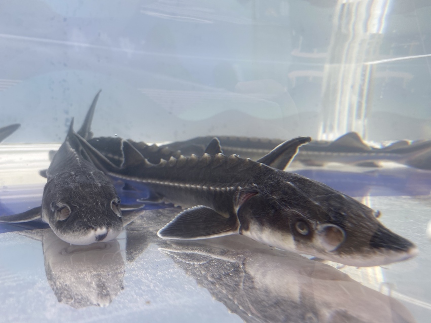 珍稀鱼种——长江鲟。宜宾市广播电视台供图