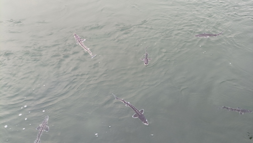 珍稀鱼种——长江鲟。宜宾市广播电视台供图