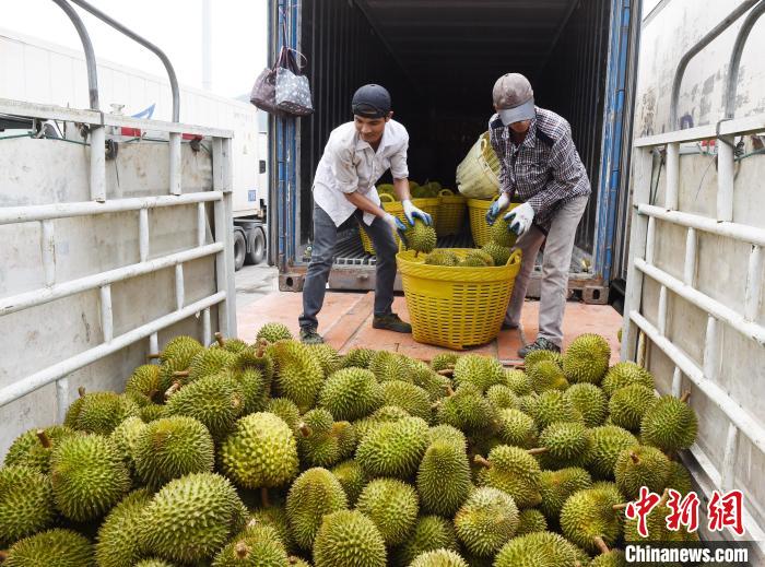 中国餐桌掀起“东盟水果热”民众乐享“榴莲自由”