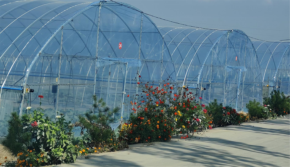 西马寨村大棚种植。人民网记者 赵芳摄
