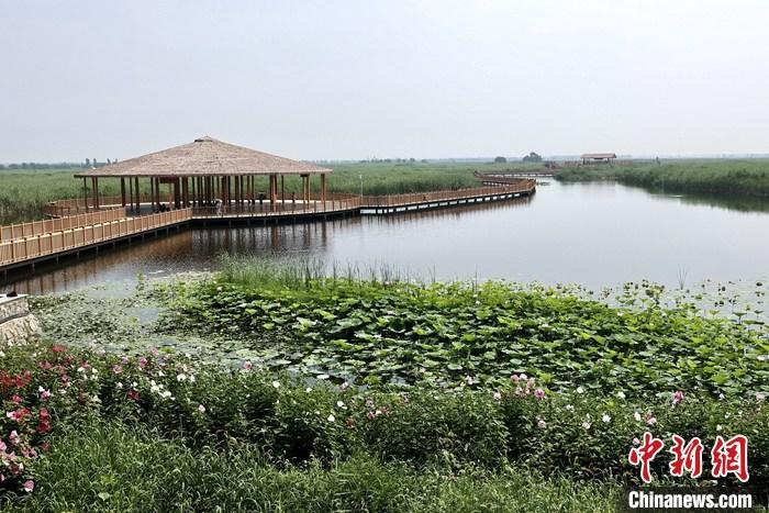 从完成顶层设计到如火如荼大规模建设，六年来，雄安新区如春天的竹子一般拔节生长，这座承载千年大计的“未来之城”已雄姿初显。从“一张白纸”开始着墨，如今的雄安新区已是浓墨重彩的“山水画”。<a target='_blank' href='/'>中新社</a>记者近日走访了雄安新区多地，从“蓝绿金”三色感受这座“未来之城”的巨大变化。图为7月20日，河北白洋淀上荷花满淀、芦花摇曳。 <a target='_blank' href='/'>中新社</a>记者 易海菲 摄